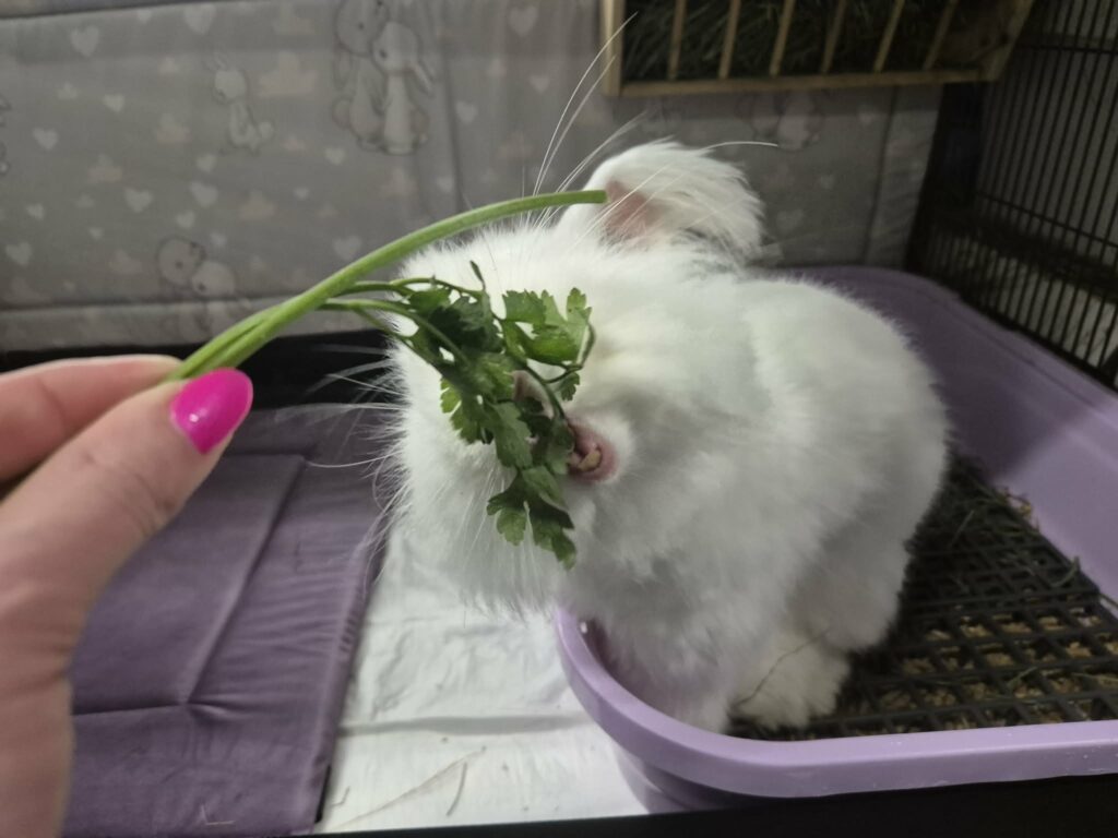 Ile natki pietruszki może jeść królik