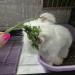 Ile natki pietruszki może jeść królik